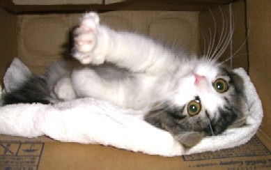 「猫だらけ」