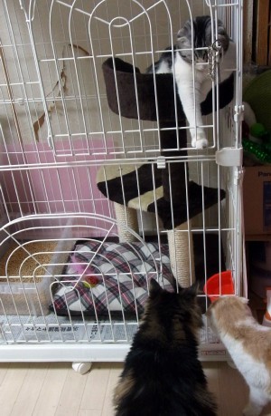「猫だらけ」