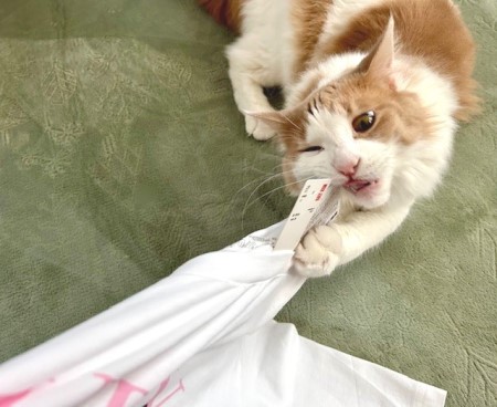 thumbnail_IMG_6726 (1)