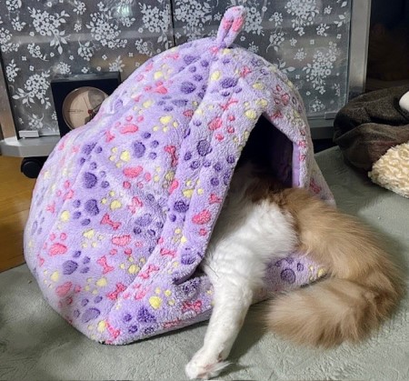 thumbnail_IMG_4227 (1)