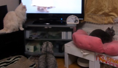 「猫だらけ」