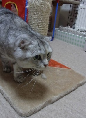 「猫だらけ」