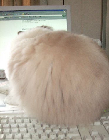 2007_0420猫写真0002