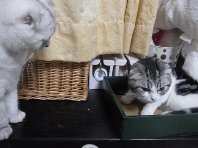 「猫だらけ」