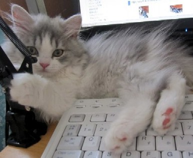 「猫だらけ」