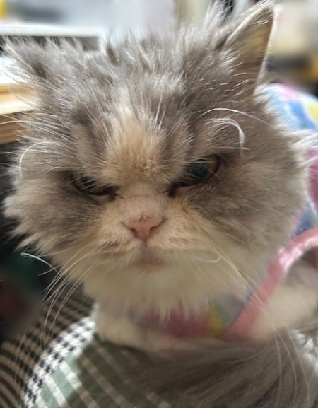 thumbnail_IMG_8415 (1)