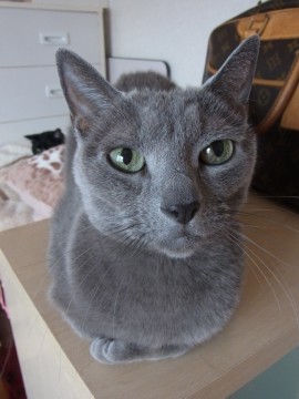 「猫だらけ」