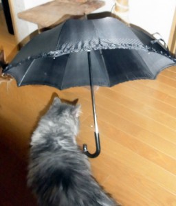 「猫だらけ」