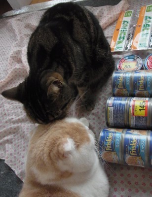 「猫だらけ」