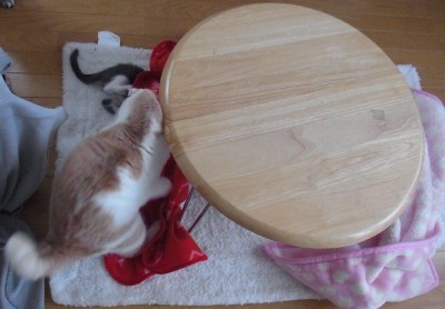 「猫だらけ」