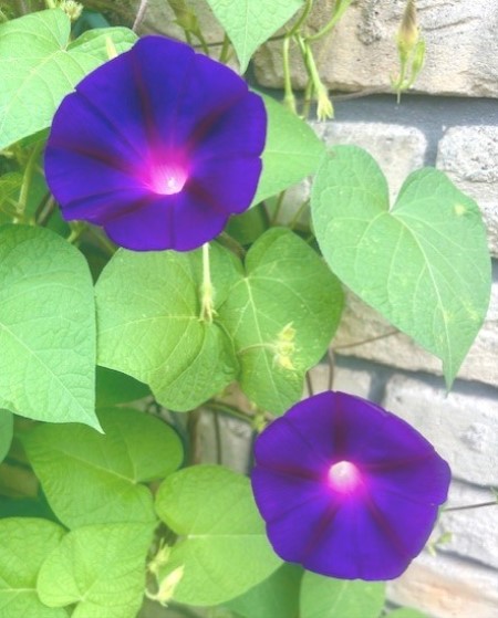 thumbnail_IMG_0703 (1)