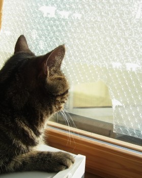 「猫だらけ」