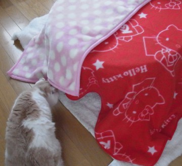 「猫だらけ」