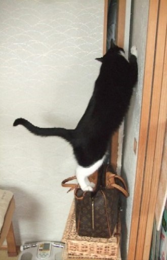 2008_0317猫写真0074