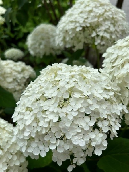 thumbnail_IMG_3208 (1)