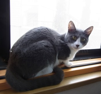 「猫だらけ」
