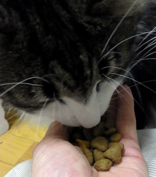 「猫だらけ」