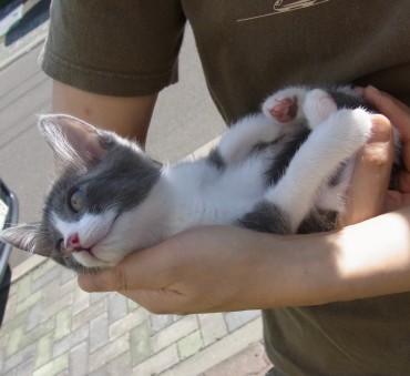 「猫だらけ」