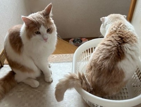 thumbnail_IMG_5351 (1)