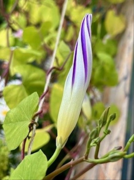 thumbnail_IMG_3264 (1)