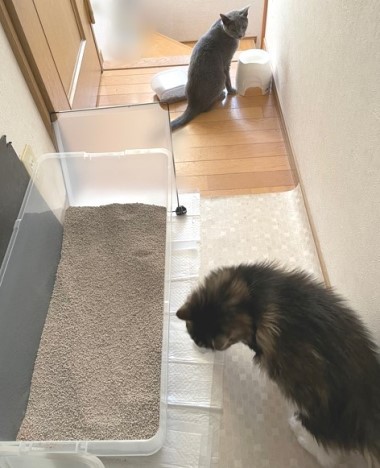 格安大型猫トイレを設置してみたら 猫だらけ Powered By ライブドアブログ