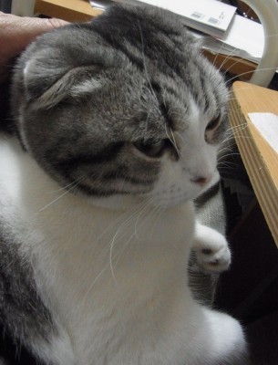 「猫だらけ」