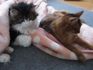 「猫だらけ」
