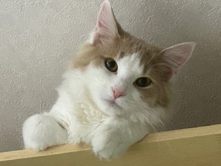 thumbnail_IMG_5668 (1)