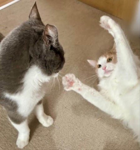 thumbnail_IMG_3564 (1)