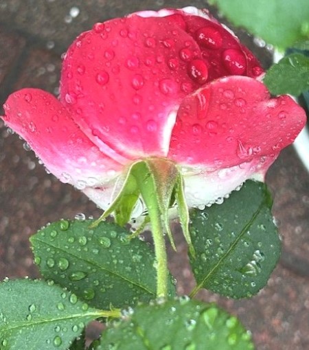 thumbnail_IMG_6219 (1)
