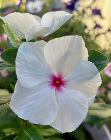 thumbnail_IMG_9804 (1)