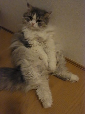 「猫だらけ」