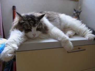 「猫だらけ」