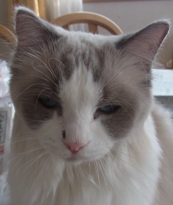 「猫だらけ」
