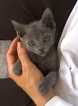 「猫だらけ」