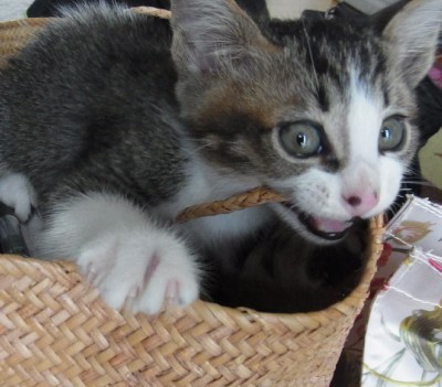 「猫だらけ」