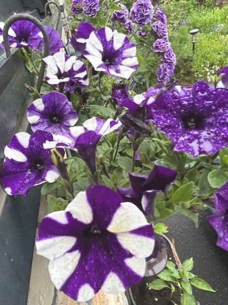 thumbnail_IMG_0880 (1)