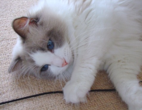 2007_0618猫写真0007