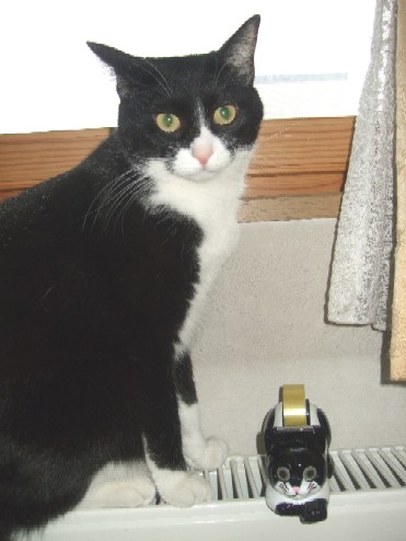 2007_1229猫写真0012
