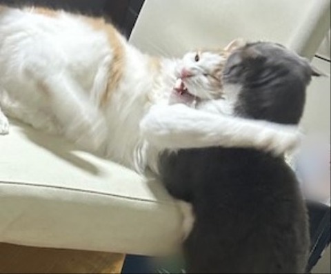 thumbnail_IMG_3773 (2)