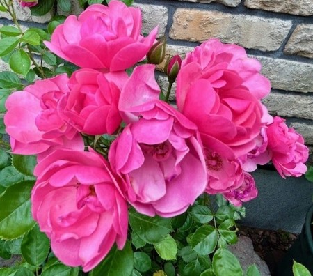 thumbnail_IMG_8267 (1)