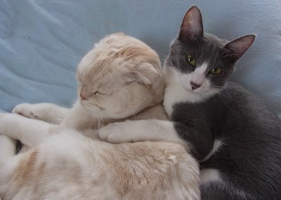 「猫だらけ」