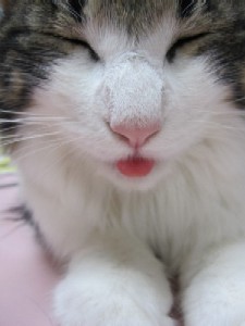 ブログ村さくら