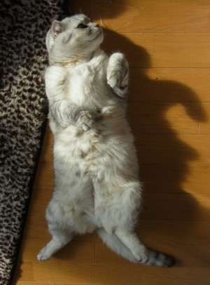 「猫だらけ」
