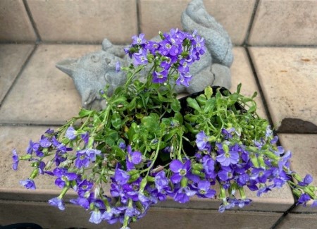 thumbnail_IMG_5261 (1)