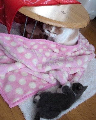 「猫だらけ」