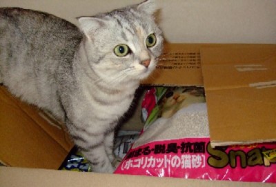 2007_0823猫写真0025