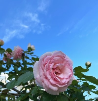 IMG_9481_1