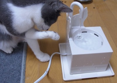 「猫だらけ」