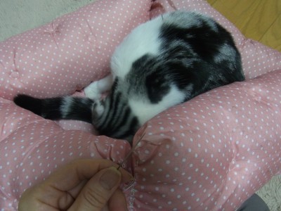 「猫だらけ」